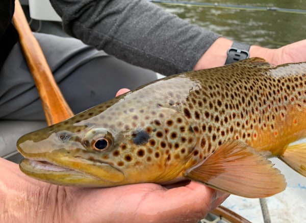 Dry Flies and Streamers on the Upper Delaware River with Bruce Miller