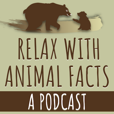 Relax With Animal Facts