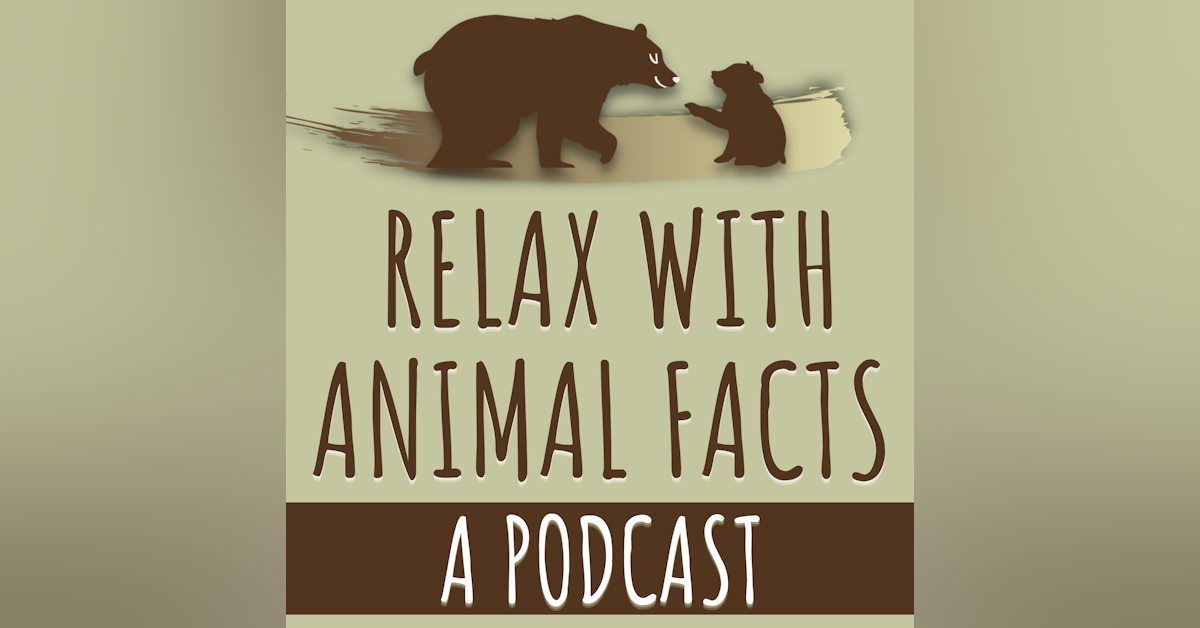 Relax With Animal Facts