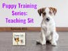 Puppy Training Series: Teaching Sit