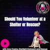 The Many Rewards of Volunteering in Animal Rescue