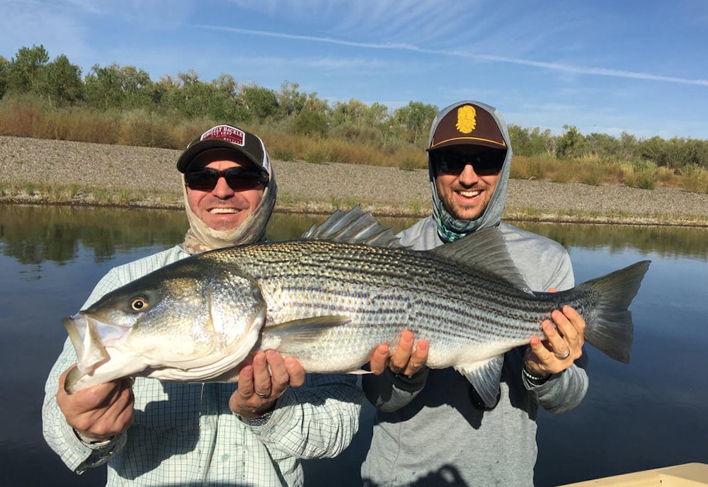 Big Stripers on the Lower Sacramento River with Hogan Brown, Chico, California