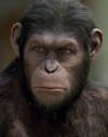 Scientists splice HUMAN genes into monkey brains to make them bigger in terrifying Planet of the Apes-style experiment