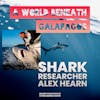 A World Beneath Galapagos: Dr Alex Hearn on Hammerhead Sharks, Where Meaning Lies in the Sea, and a Hidden Underwater Swimway Through the Pacific