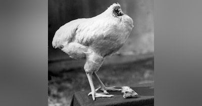 image for The Zombie Chicken
