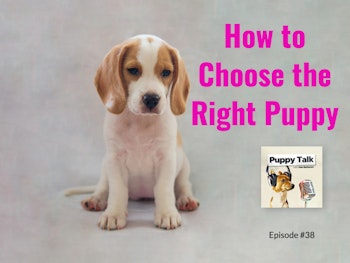 How to Choose the Right Puppy