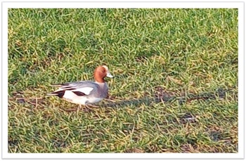 Solitary Stranger: The Wigeon
