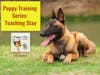 Puppy Training Series: Teaching Stay