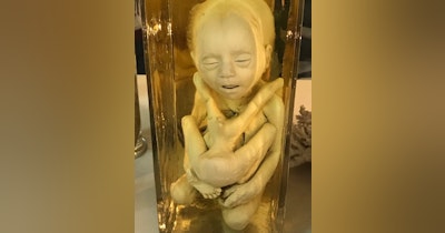 image for Exploring the World's Most Morbid Collections