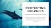 Protecting Dolphins and Marine Life: A Conversation with Hannah Tait