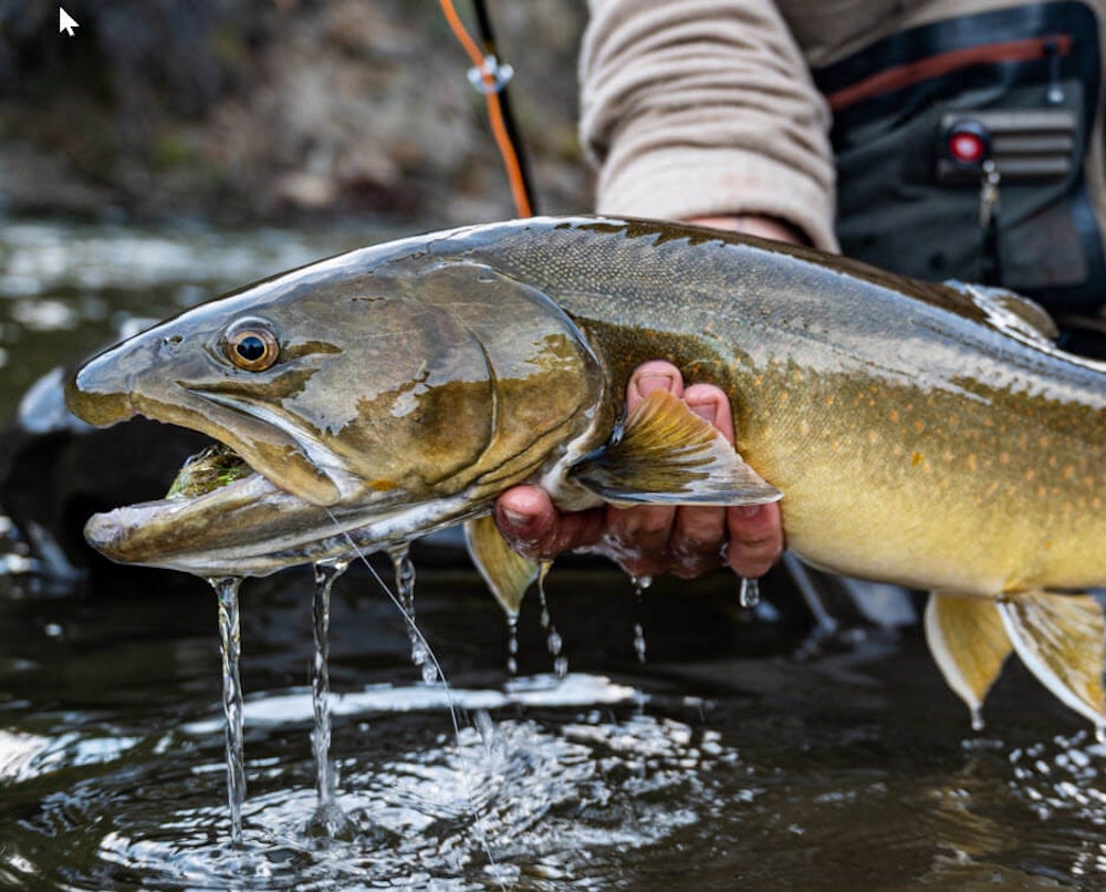 Fly Fishing for Bull Trout in the Yukon Territories with Gabe Rivest, FlyFishYukon.