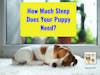 How Much Sleep Does Your Puppy Need?