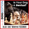 Is Your Dog A Genius? | CBS’ Martha Teichner | Dog Edition #28