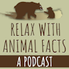 Relax With Animal Facts Logo