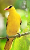 Bonus Episode: SAVE THE BIRDS! ~ The origin story of the Kaohsiung Wild Bird Society