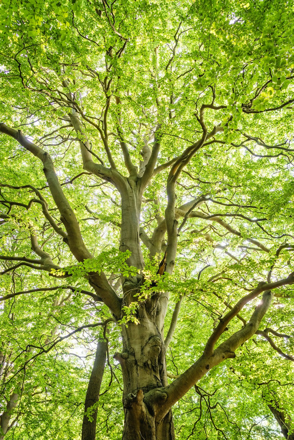 Why You Should Hug Trees: A blog post around the benefits of hugging trees.