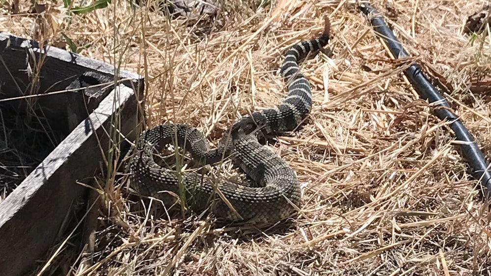 rattlesnakes in the grass