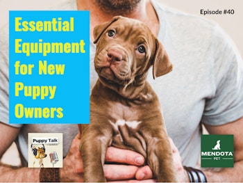Essential Equipment for New Puppy Owners
