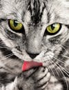The Purrfect Solution for Cat Oral Health: A Guide to Cat Toothpaste
