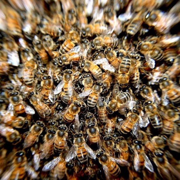 28. Honeybees, Herbalism and Humans