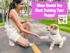 When Should You Start Training Your Puppy?