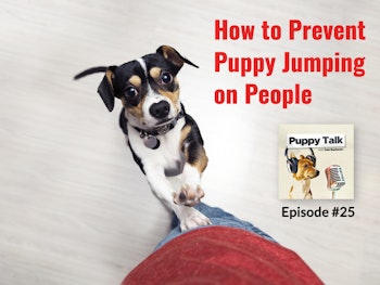 How to Prevent Puppy Jumping on People