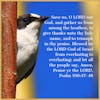 To Give Thanks Unto Thy Holy Name and to Triumph in Thy Praise