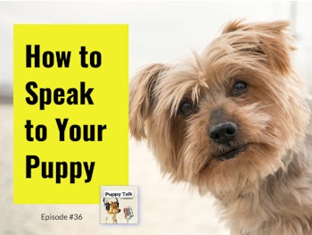 How to Speak to Your Puppy