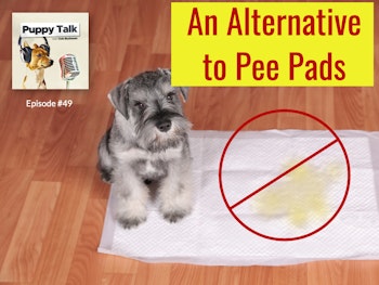 An Alternative to Pee Pads