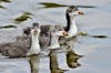 Sitting Ducks Seek Refuge in Water