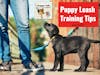 Puppy Leash Training Tips