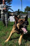 The History of Military Dogs in the US Armed Forces