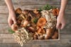 Mushrooms magnify memory by boosting nerve growth