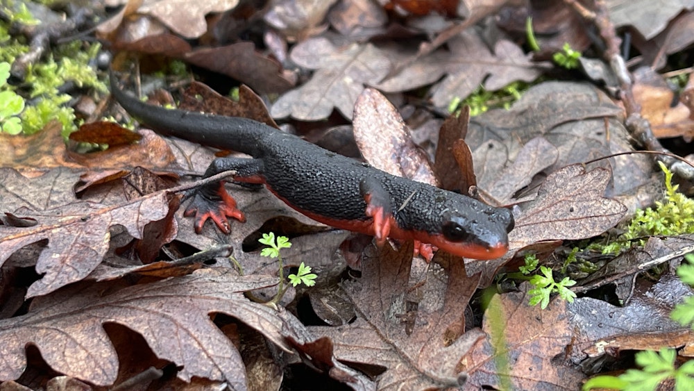 red-bellied newt