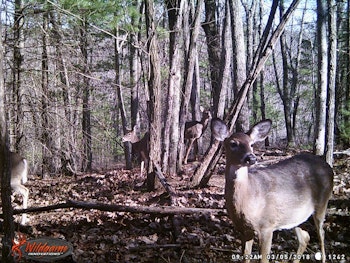 Whatever Happened To Deer Hunting? | Episode 16