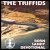 S6E295 - The Triffids 'Born Sandy Devotional' with Erik Auerbach