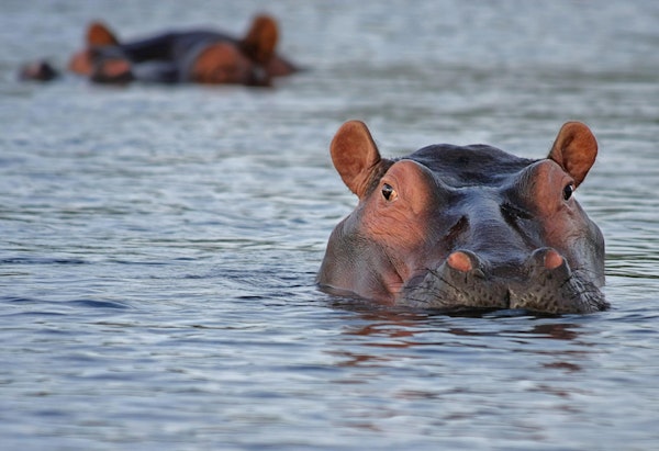 The American Hippo Project