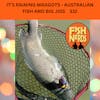 IT’S RAINING MAGGOTS - AUSTRALIAN FISH AND BIG JIGS    332