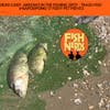 DEAD CARP- ARROWS IN THE FISHING SPOT - TRASH FISH   #NAPODPOMO 17 FISHY PET PEEVES