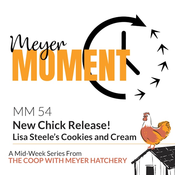 Meyer Moment: New Release! Lisa Steele's Cookies and Cream Day-Old Chick's