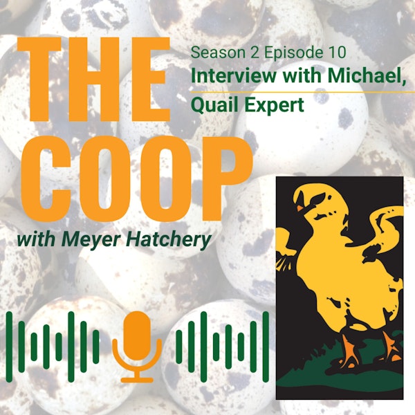 Interview with Michael, Quail Expert
