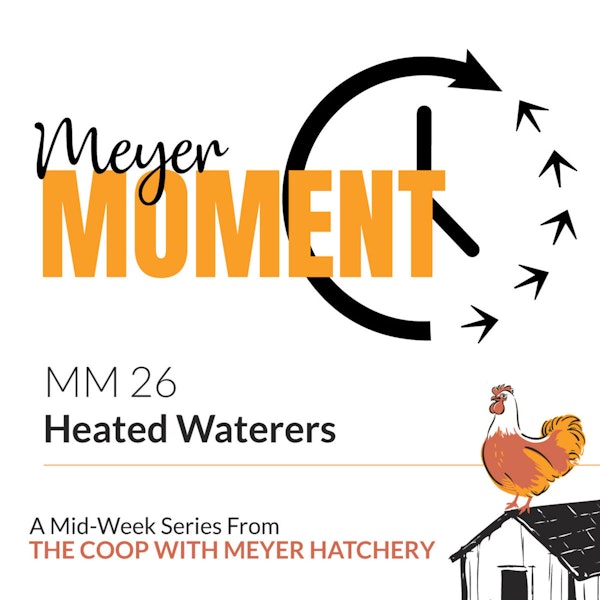 Meyer Moment: Heated Waterers