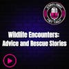 Wildlife Encounters: Advice and Rescue Stories