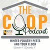 Winter Poultry Pests and Your Flock