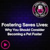 Fostering Saves Lives: Why You Should Consider Being a Pet Foster