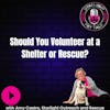 Should You Volunteer at a Shelter or Rescue?