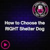 How to Choose the RIGHT Shelter Dog for You