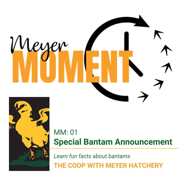 Meyer Moment: Special Bantam Announcement