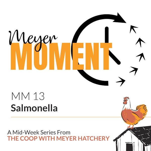 Meyer Moment: Salmonella