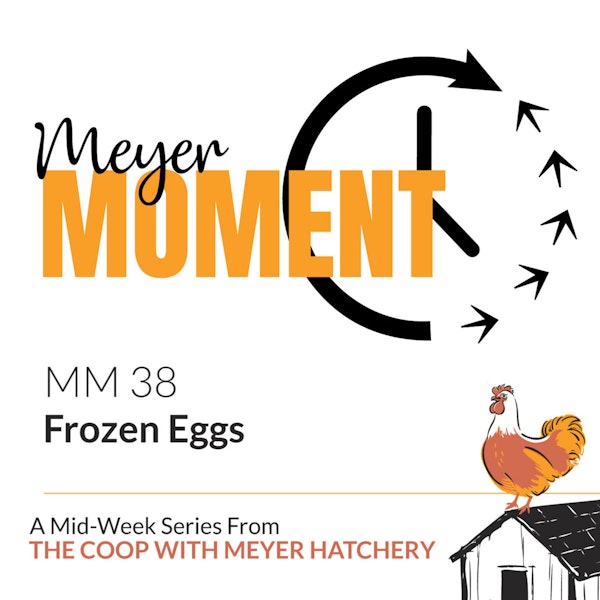 Meyer Moment: Frozen Eggs